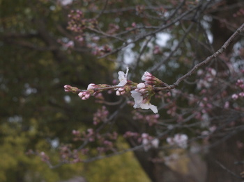 桜(Hexar 50mm F3,5).jpg
