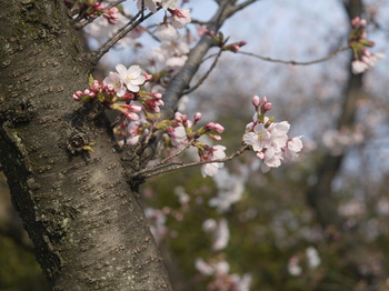 桜(topcor 50mm F2.0)1.jpg